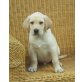 Labrador Retriever Welpen - Rüde