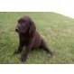 Labrador Retriever Welpen - Rüde