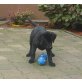 Labrador Retriever Welpen - Rüde