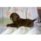 Labrador Retriever Welpen - Rüde