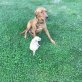 Labrador Retriever Welpen - Rüde