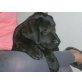 Labrador Retriever Welpen - Rüde