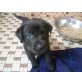 Labrador Retriever Welpen - Rüde