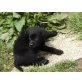Labrador Retriever Welpen - Rüde