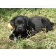 Labrador Retriever Welpen - Rüde