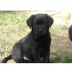 Labrador Retriever Welpen - Rüde