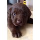 Labrador Retriever Welpen - Rüde