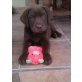 Labrador Retriever Welpen - Rüde