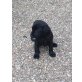 Labrador Retriever Welpen - Rüde