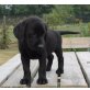 Labrador Retriever Welpen - Rüde