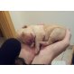 Labrador Retriever Welpen - Rüde