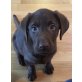 Labrador Retriever Welpen - Rüde