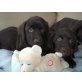 Labrador Retriever Welpen - Rüde