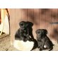 Labrador Retriever Welpen - Rüde