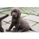 Labrador Retriever Welpen - Rüde