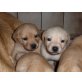 Labrador Retriever Welpen - Rüde