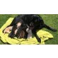 Labrador Retriever Welpen - Rüde