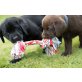 Labrador Retriever Welpen - Rüde