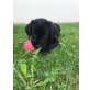 Labrador Retriever Welpen - Rüde