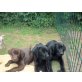 Labrador Retriever Welpen - Rüde