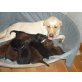 Labrador Retriever Welpen - Rüde
