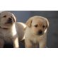Labrador Retriever Welpen - Rüde
