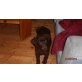 Labrador Retriever Welpen - Rüde