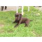 Labrador Retriever Welpen - Rüde
