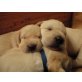 Labrador Retriever Welpen - Rüde