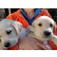 Labrador Retriever Welpen - Rüde