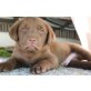 Labrador Retriever Welpen - Rüde