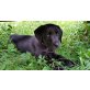 Labrador Retriever Welpen - Rüde