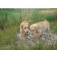 Labrador Retriever Welpen - Rüde