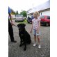 Labrador Retriever Welpen - Rüde
