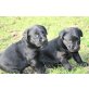 Labrador Retriever Welpen - Rüde