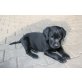 Labrador Retriever Welpen - Rüde