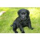 Labrador Retriever Welpen - Rüde