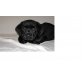 Labrador Retriever Welpen - Rüde