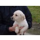 Labrador Retriever Welpen - Rüde