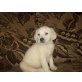 Labrador Retriever Welpen - Rüde