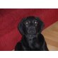 Labrador Retriever Welpen - Rüde