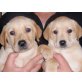 Labrador Retriever Welpen - Rüde