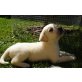 Labrador Retriever Welpen - Rüde