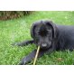 Labrador Retriever Welpen - Rüde