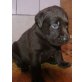 Labrador Retriever Welpen - Rüde