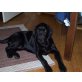 Labrador Retriever Welpen - Rüde
