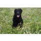 Labrador Retriever Welpen - Rüde