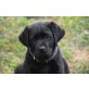 Labrador Retriever Welpen - Rüde