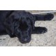 Labrador Retriever Welpen - Rüde