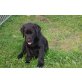 Labrador Retriever Welpen - Rüde